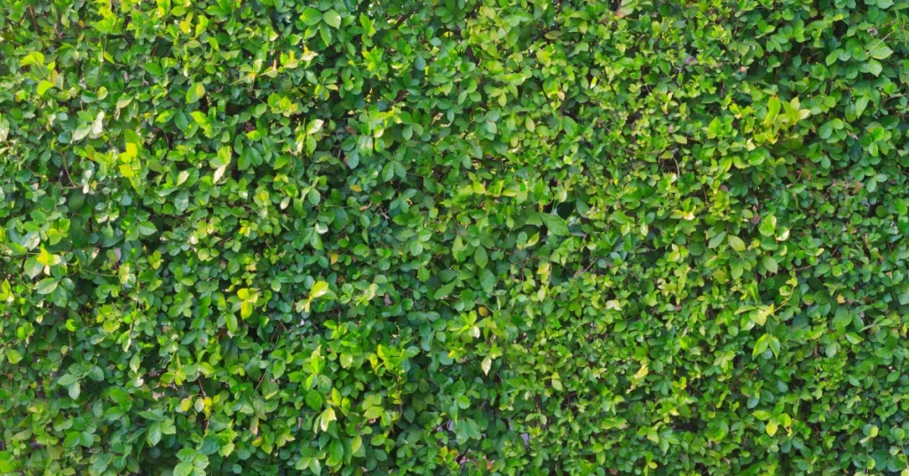 Zeleni zid u enterijeru